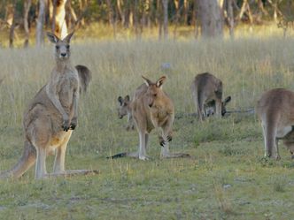 Die Odyssee der Tiere - Die Reise des australischen Kängurus