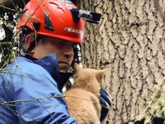 Die Katzenretter - Einsatz in der Baumkrone