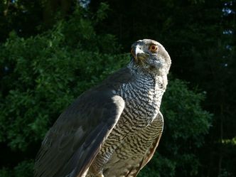 Jäger der Lüfte - Habicht, Bussard, Adler