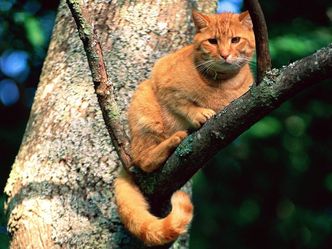 Die Katzenretter - Einsatz in der Baumkrone