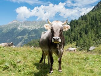 Glocken, Glück und Grauvieh - Ein Leben mit Kühen