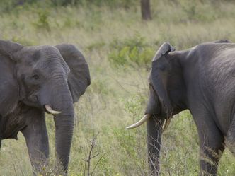 Die Könige der Wildnis