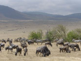 Die Könige der Wildnis