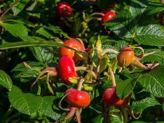 Schnittgut. Alles aus dem Garten - Saatgut | Artischocken | Wege im Garten