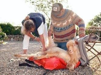 Die Tierärzte - Retter mit Herz - Der gehörnte Mönch