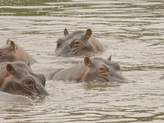 Escobars Erbe: Kolumbiens Kokain-Hippos