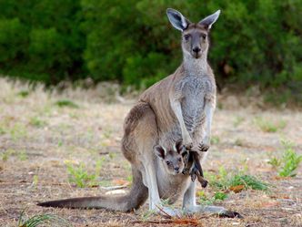 Australiens geheime Inseln