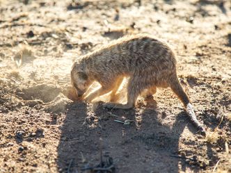 Die Superkräfte der Tiere