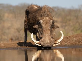 Wasserlöcher - Oasen für Afrikas Fauna