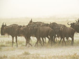 Wasserlöcher - Oasen für Afrikas Fauna