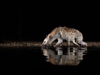 Wasserlöcher - Oasen für Afrikas Fauna