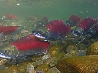 Kamtschatka - Im Bann der roten Fische