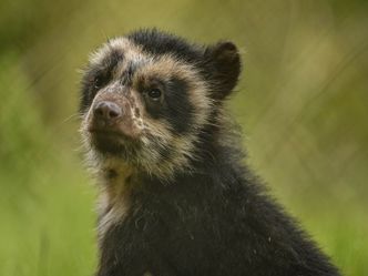 Bronx Zoo - Tierpark der Superlative