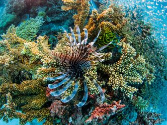 Das Great Barrier Reef - Schatzkiste der Natur