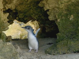 Wildvögel in Australien