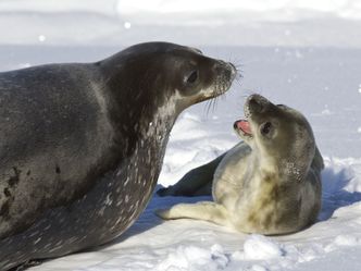 Animal Super Parents - Tierische Familienbande