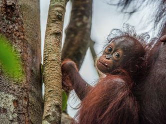 Wilde Insel Borneo