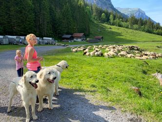 Schweizer Hundegeschichten