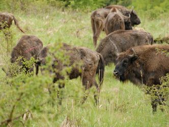 Rewilding - zurück zur Natur