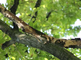 Bäume in der Großstadt - Stadtgrün im Stress