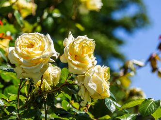 Rasch durch den Garten - Gärtnern für jedermann