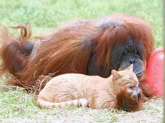 Tierische Freundschaften