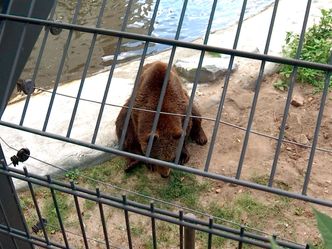 Zootiere: Leiden hinter Gittern?