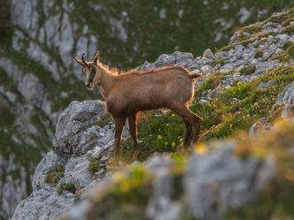 Das Tote Gebirge - Wunderwelt des Lebens