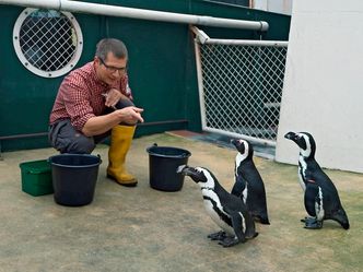 Seelöwe & Co. - tierisch beliebt - Pinguine im Futterrausch