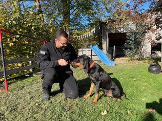 Schweizer Hundegeschichten