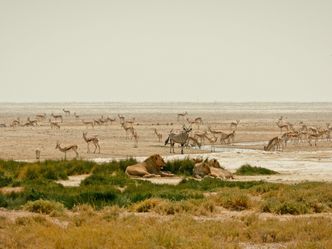 Kalahari: Land der geheimen Allianzen