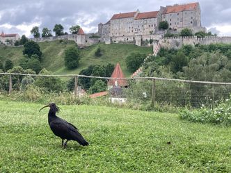 Der Waldrapp - Zugvogel im Aufwind