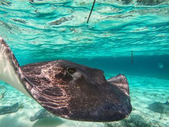 Das Great Barrier Reef - Schatzkiste der Natur