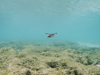 Das Great Barrier Reef - Schatzkiste der Natur