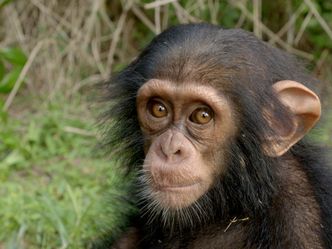 Schimpansen im Kongo mit Jane Goodall