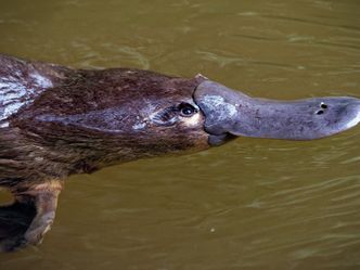 Die Superkräfte der Tiere