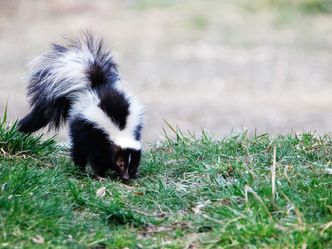 Die Superkräfte der Tiere