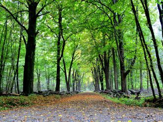 Europas Urwälder