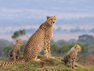 Die Großkatzen der Masai Mara