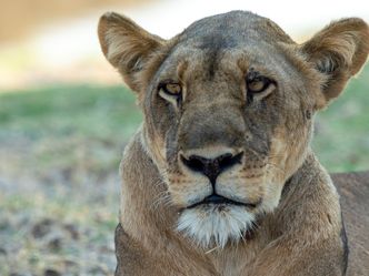 Wildhunde: Das Rudel gegen Löwen