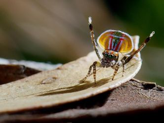 Tierische Überflieger