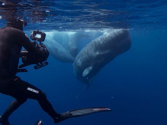 Wale - mit Steve Backshall