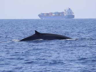 Bedrohte Wale im Mittelmeer