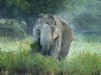 Hati Bondhu, die Elefantenschützer von Assam