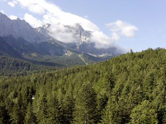 Bergwald unter Druck - In den Bayerischen Alpen
