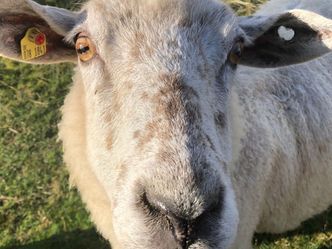 Die Tierärzte - Retter mit Herz - Eine dicke Backe gibt Rätsel auf