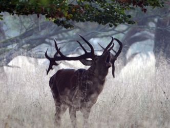 Wunderwelt Wald