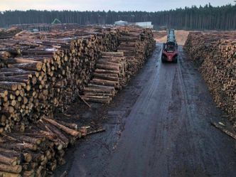 Ware Wald - Die Schattenseiten des HolzBooms