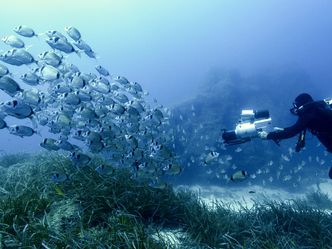 Mein Mittelmeer - Tauchgänge ins Unterwasserreich