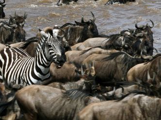 Streifen durch die Wildnis - Die große Zebrawanderung